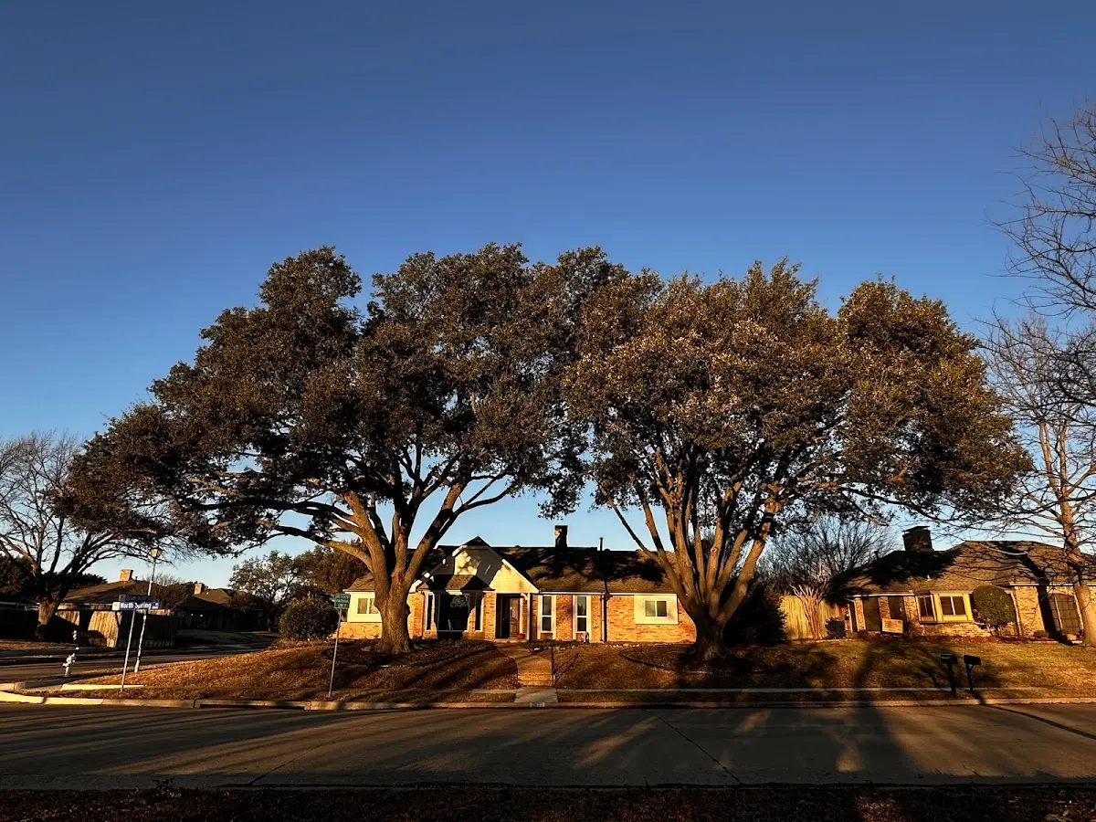 Established residential canopy tree shading a home in Pottersville